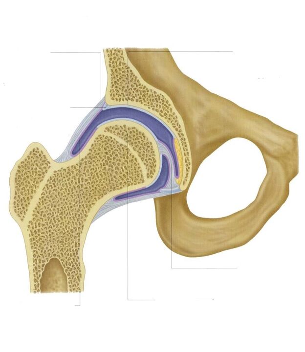 Hip joint section