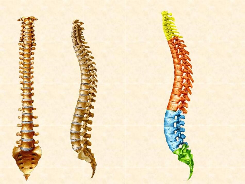 Parts of the spine